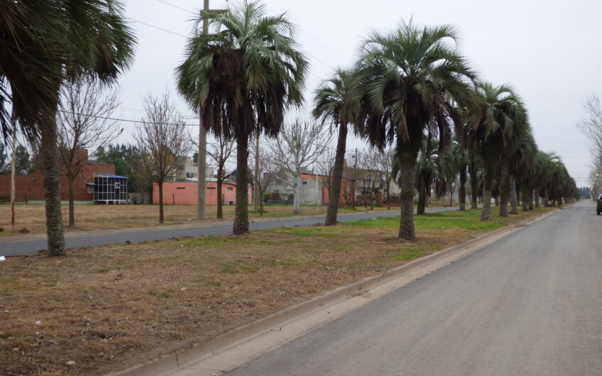 Tierra de Sueños 3 – Roldán